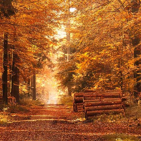 Forestry France  gestion des forêts exploitation de la ressource bois