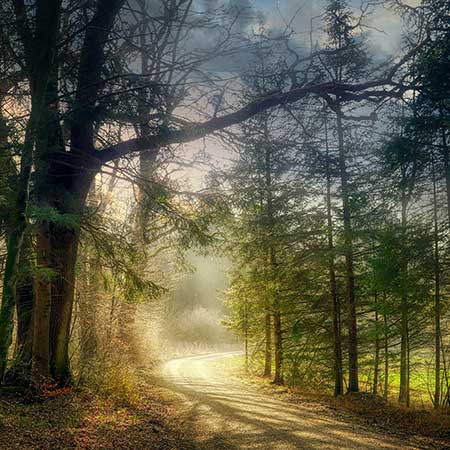 Forestry France  gestion des forêts exploitation de la ressource bois