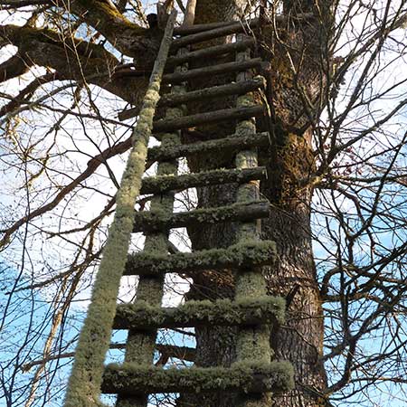 Forestry France  gestion des forêts exploitation de la ressource bois