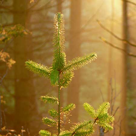 Forestry France  gestion des forêts exploitation de la ressource bois