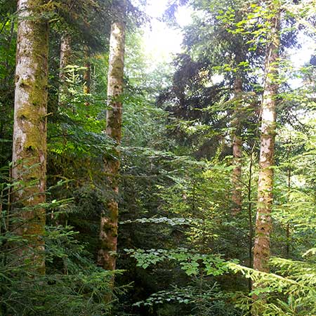 Forestry France  gestion des forêts exploitation de la ressource bois