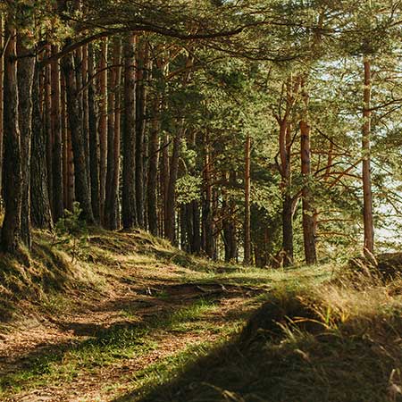 Forestry France  gestion des forêts exploitation de la ressource bois