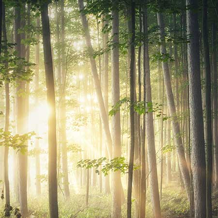 Forestry France  gestion des forêts exploitation de la ressource bois