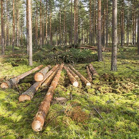 Forestry France  gestion des forêts exploitation de la ressource bois